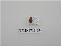 藏品(金龜子科)的圖片